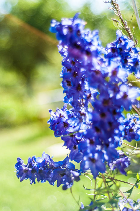 и я продолжу тему цветов!