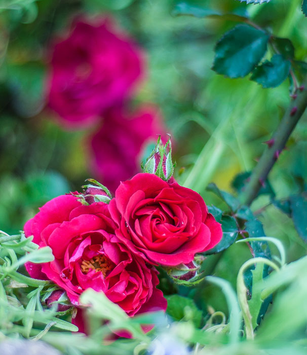 и я продолжу тему цветов!