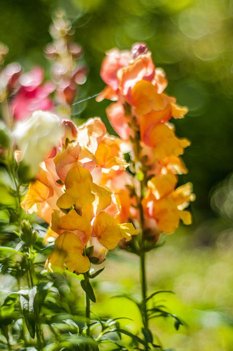 и я продолжу тему цветов!