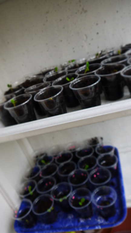 А на моем балконе такое вот...