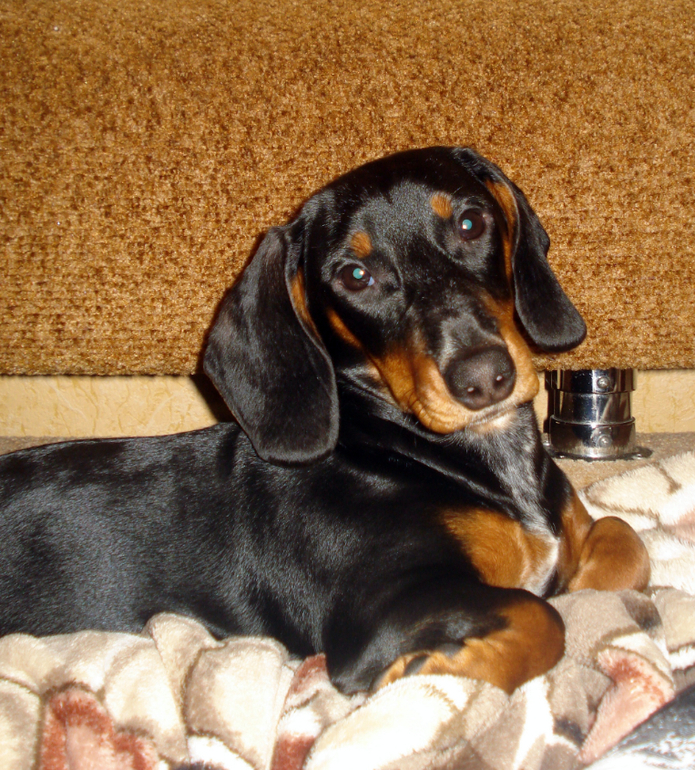 Наша любимица