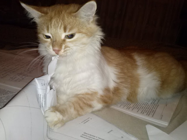 Хулиганки...