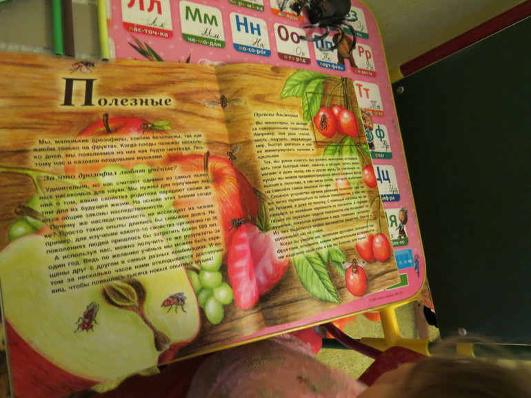 ТН насекомые Паук и Муха