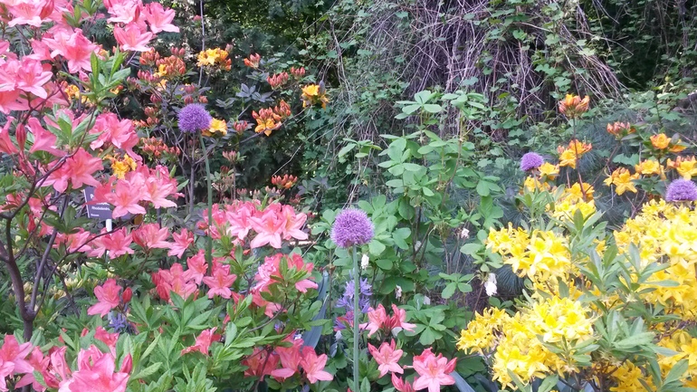 фестиваль цветов в Аптекарском огороде