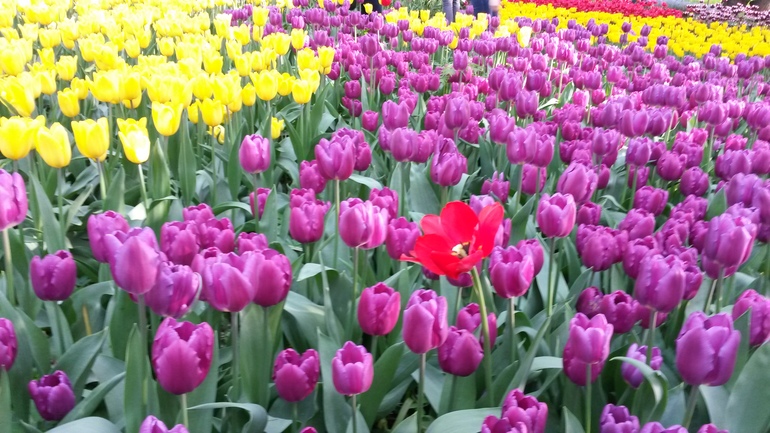 фестиваль цветов в Аптекарском огороде