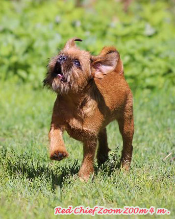 Поющие гриффоны :)