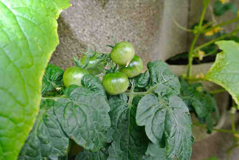 Простые будни Московской Африканки...