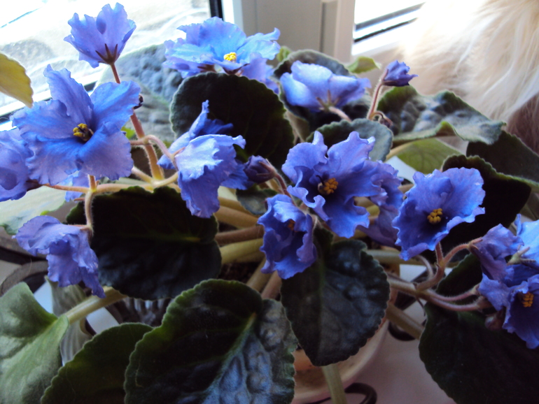 Помогите распознать сорта фиалочек