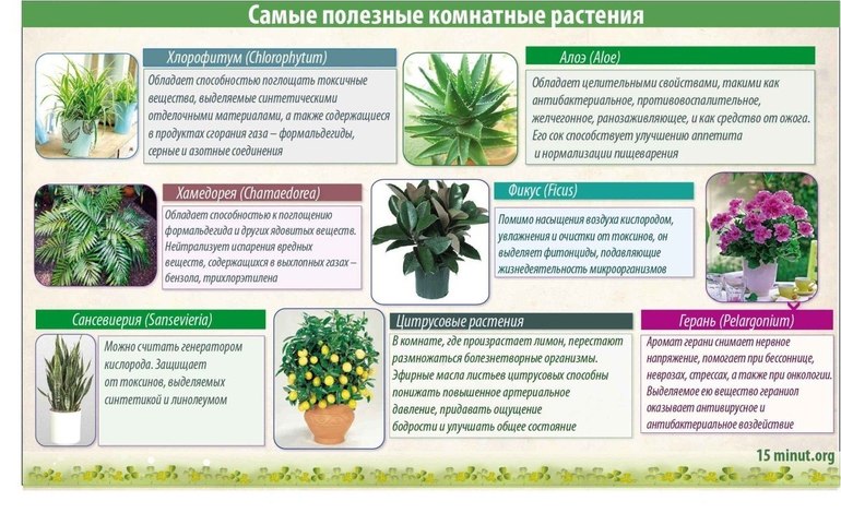 Цветы для дома полезные Цветы для дома полезные