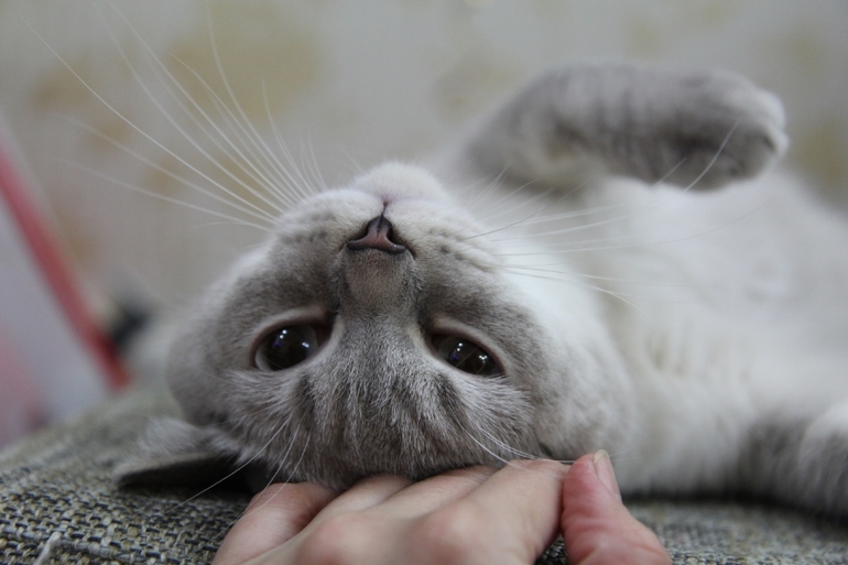 Кошатина....