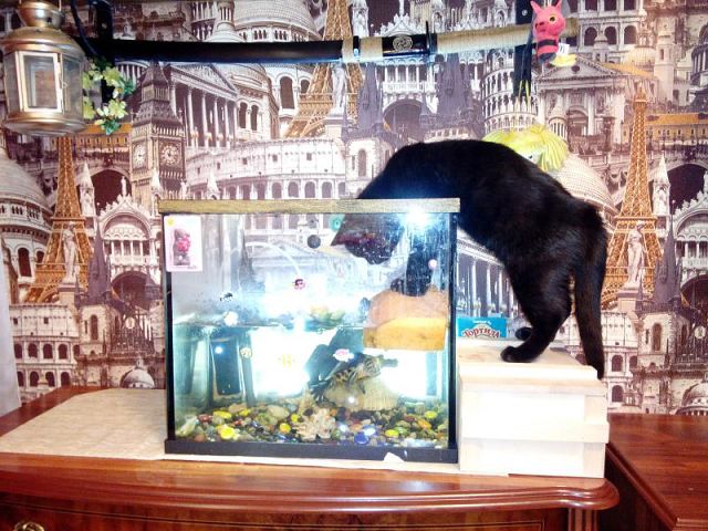 Черная морда