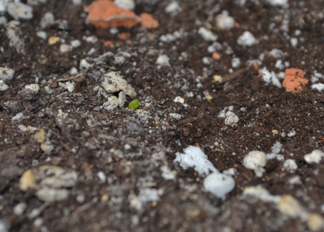 Моим адешкам почти 4 недели)))