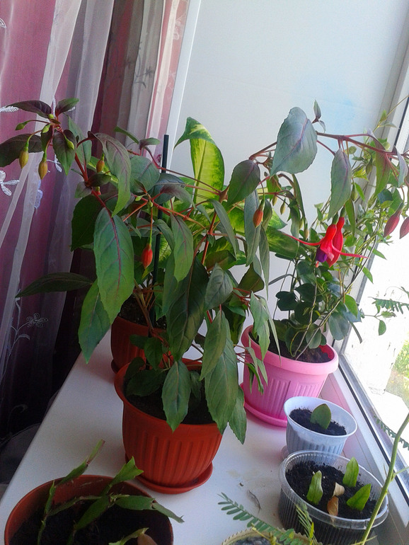 Фуксия в цвету))