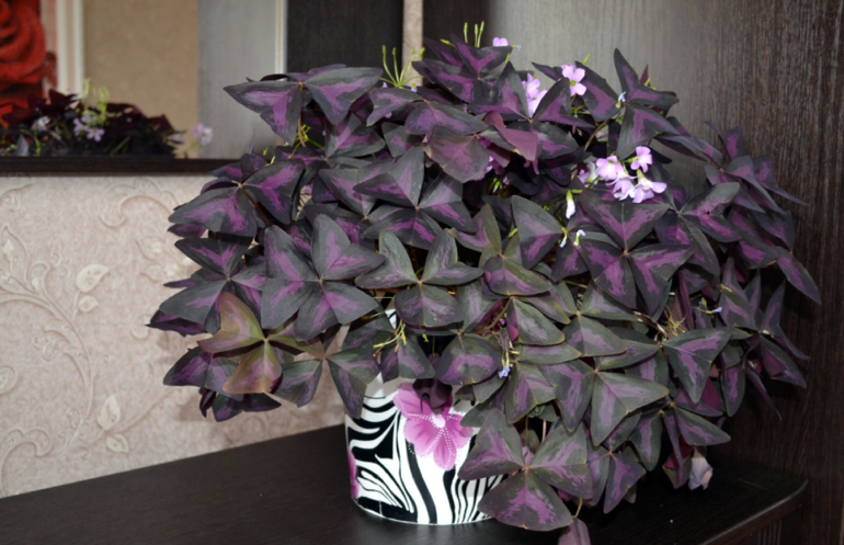 Мои цветочки и вопросы к ним)