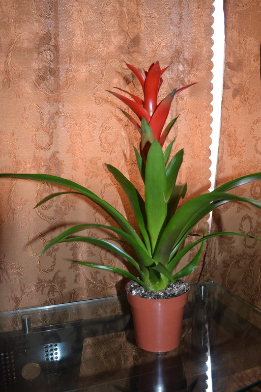 Вопрос про Гузманию