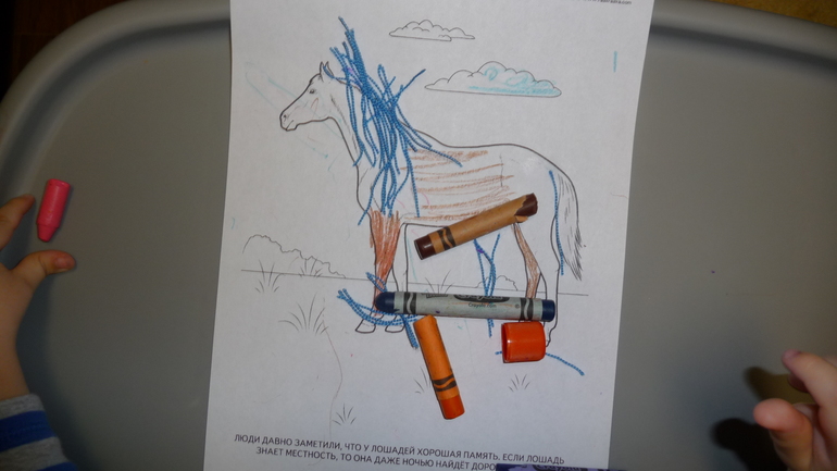 ТН Домашние животные - день 3 - ЛОШАДЬ