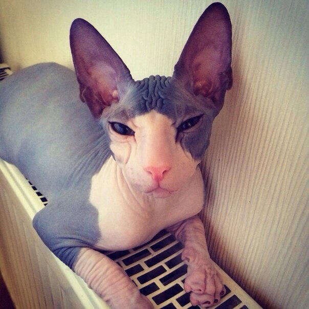 Наш голыш Идальго