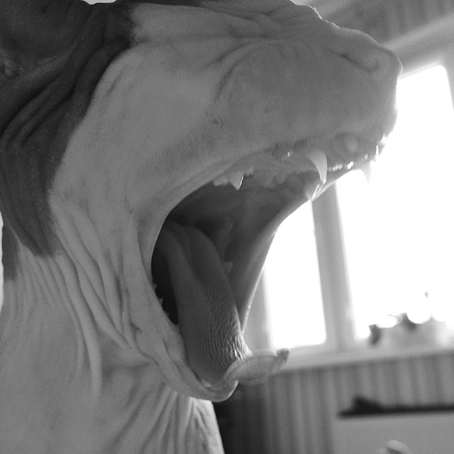 Наш голыш Идальго