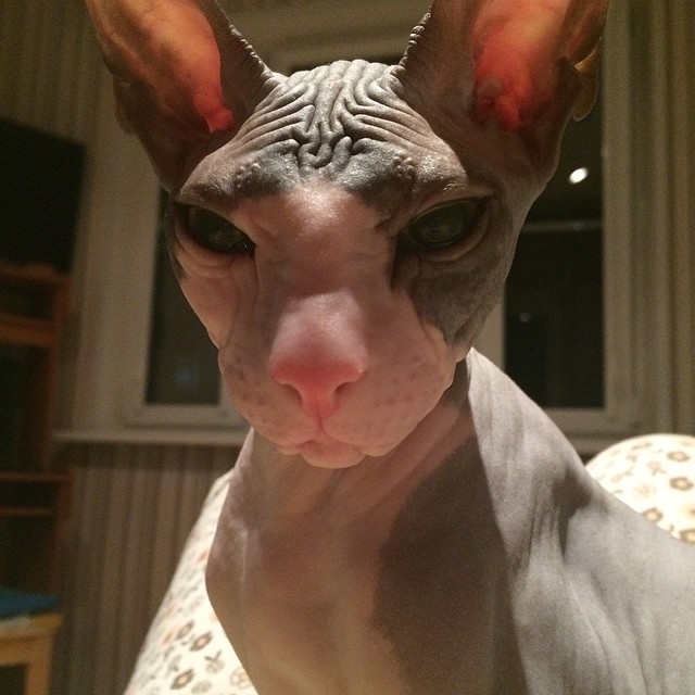 Идальго,зеленоглазый красавец