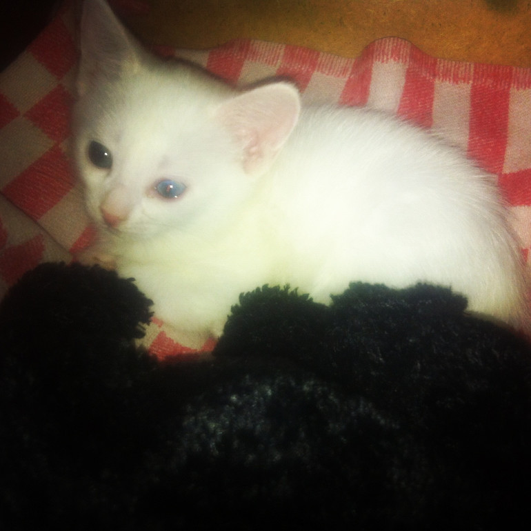 белоснежная кошка с голубыми глазами