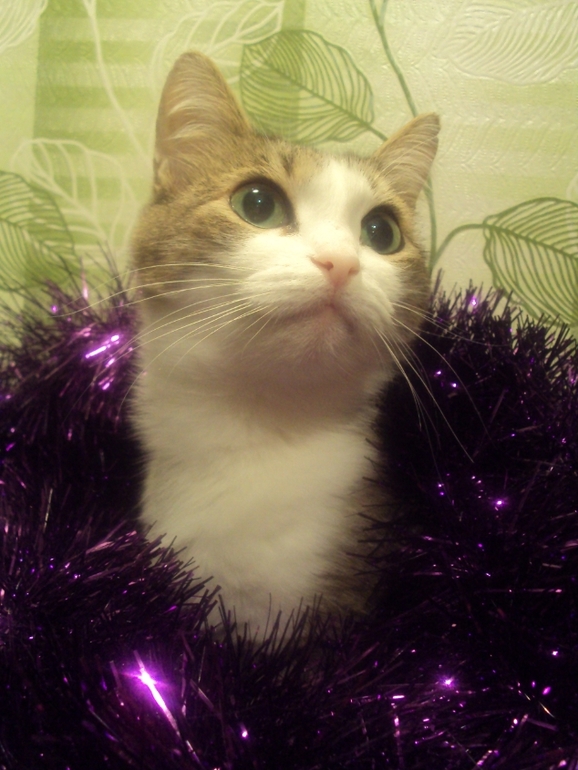 Новогодние котэ
