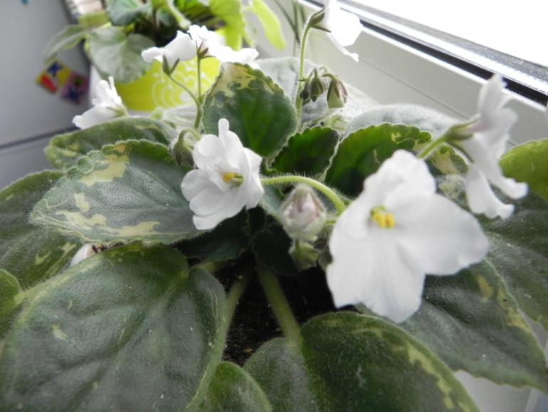 Мои новиночки