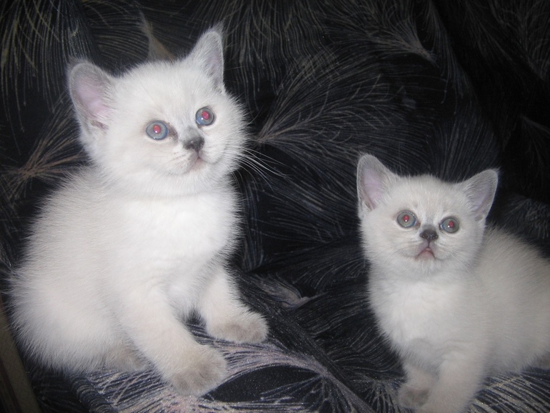 Подарите мне верёвку!