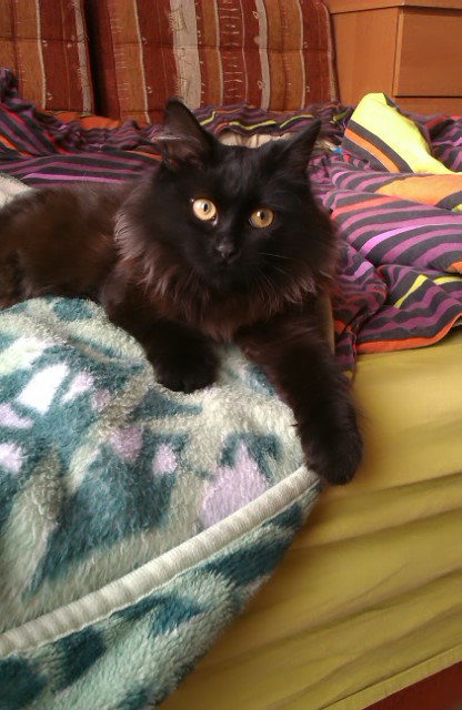 Про кошек и кота ))