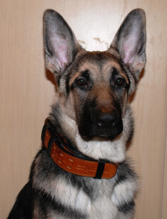 Растем, всего-то щенку 5 месяцев))