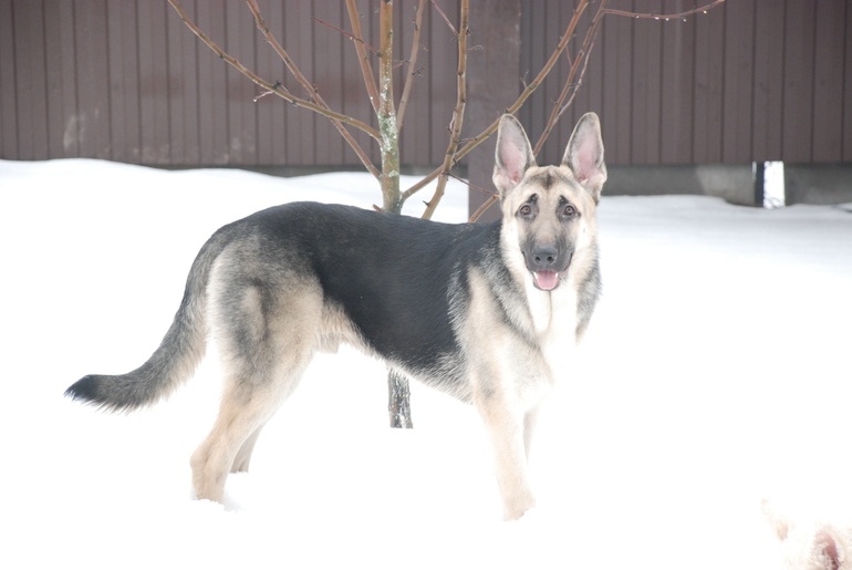 Айрону 7 месяцев