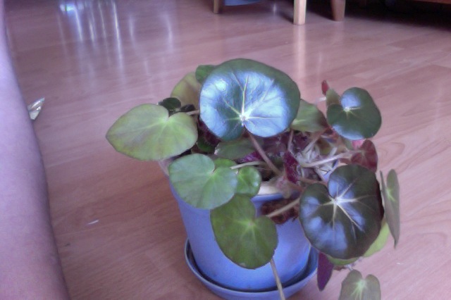 Што за зверь?