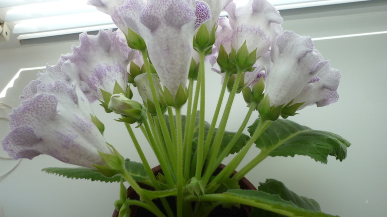 Продолжают радовать!)