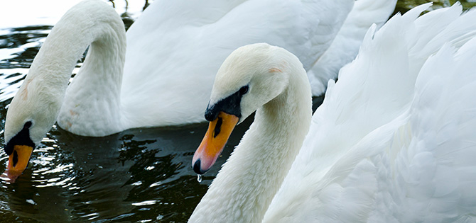 Отдых с детьми в Турции.Gloria Verde Resort 5*