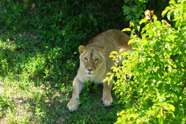 Первый раз в парке львов "Тайган"!!!!!