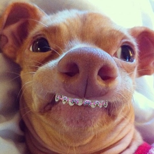 Туна - красотуня