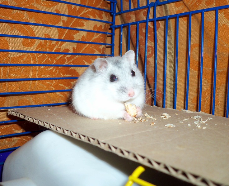 Плюша.Просто фото.