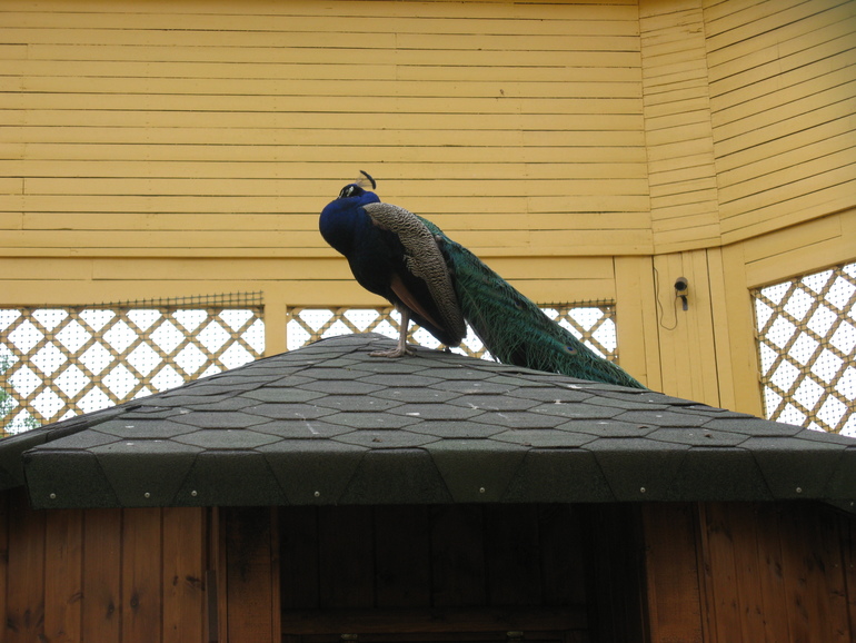 И еще немного Кусково.