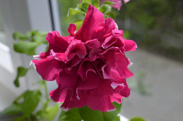 Мои петуньи