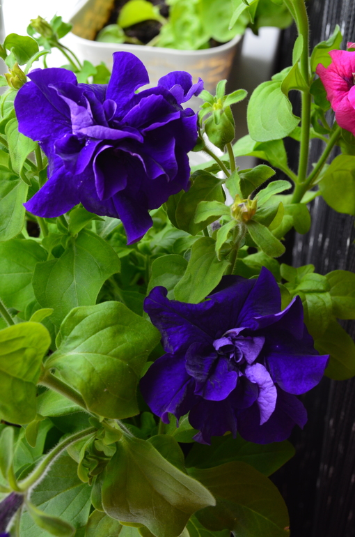 Мои петуньи