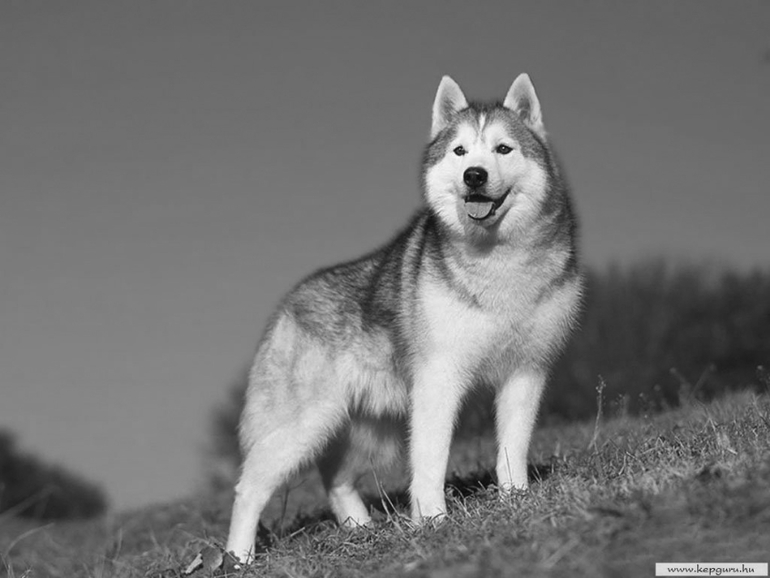 Контрольное задание № 19. "Делаем черно-белое фото в Photoshop"