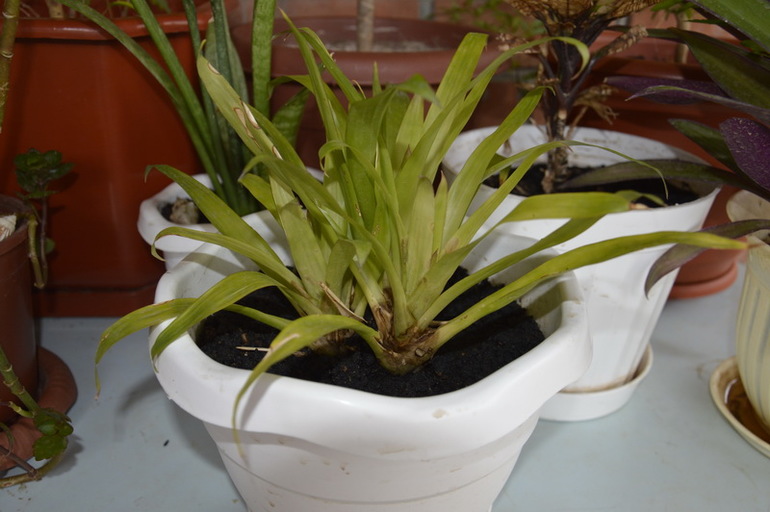 Горе цветовод)