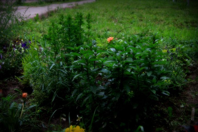 Собрала урожай