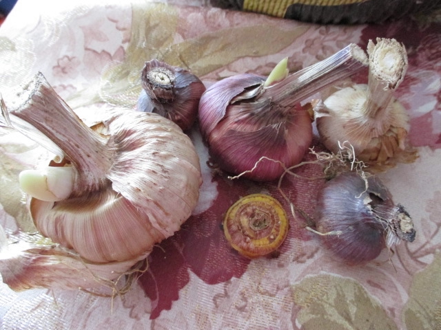 мои цветочки 2013г