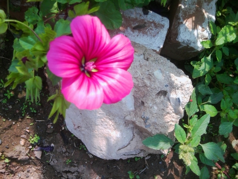 мои цветочки 2013г