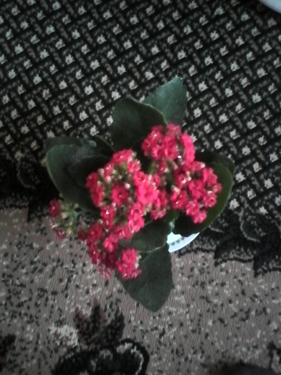 мой любимый зеленый уголок))))