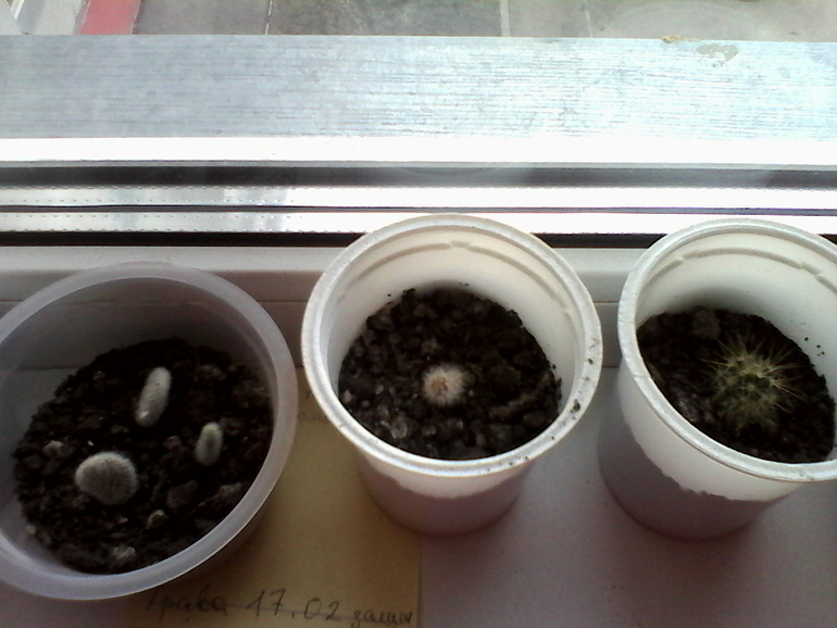 мой любимый зеленый уголок))))