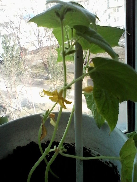 вот так подрос наш огород))))