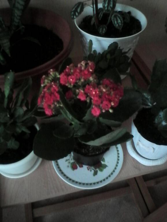 мой любимый зеленый уголок))))