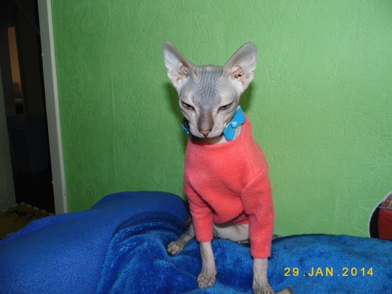 у нашей киски обновочки)))