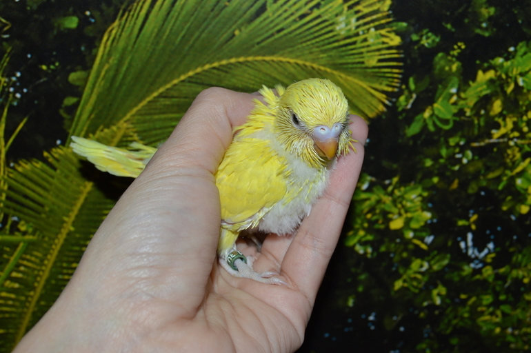 Птенчики подросли :)